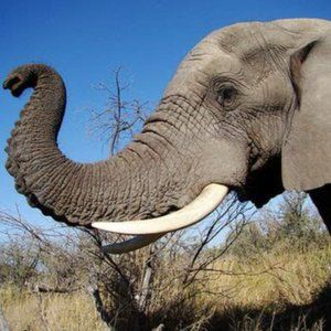 Meet your Posher, Eliana